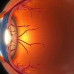 Tętnica środkowa siatkówki – Funkcje, Zator i Diagnostyka